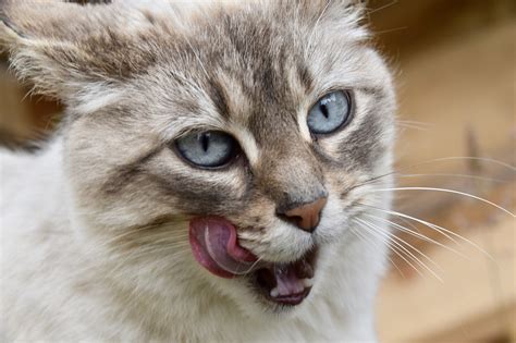 50 000 Free Pussy Cat Cat Images Pixabay