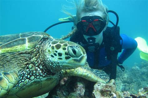 Beginner Scuba Diving With Turtles In Honolulu 2024 Oahu