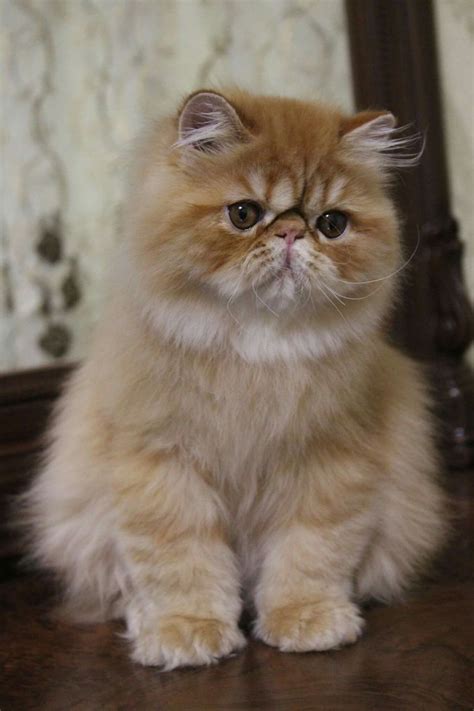 Healthy Cat Persian Kitten - Dogs And Cats Wallpaper