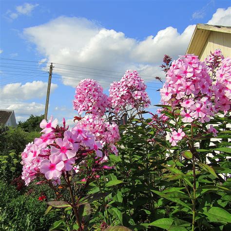 Флоксы на даче (74 фото) - красивые картинки и HD фото