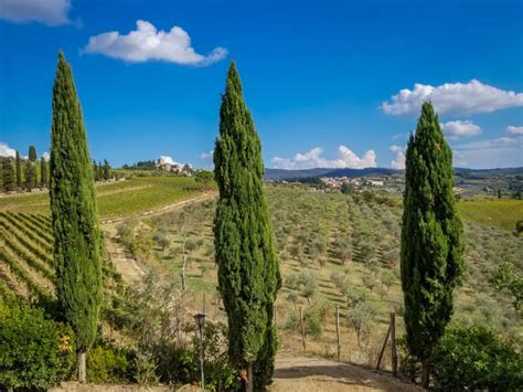 Tips for Choosing the Best Wine Tour in Tuscany for You - Casual Travelist