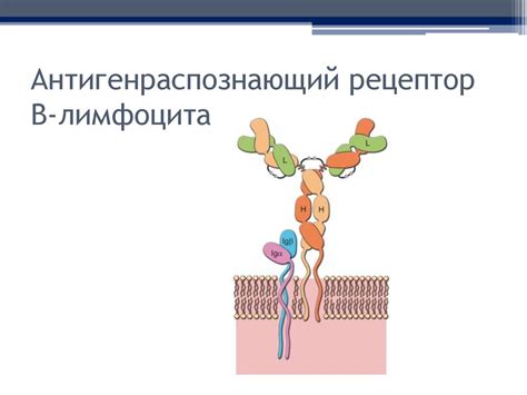 Структура и функции иммунной системы - презентация онлайн