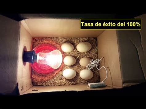 Incubadora De Pollos C Mo Hacer Una Incubadora De Huevos Para