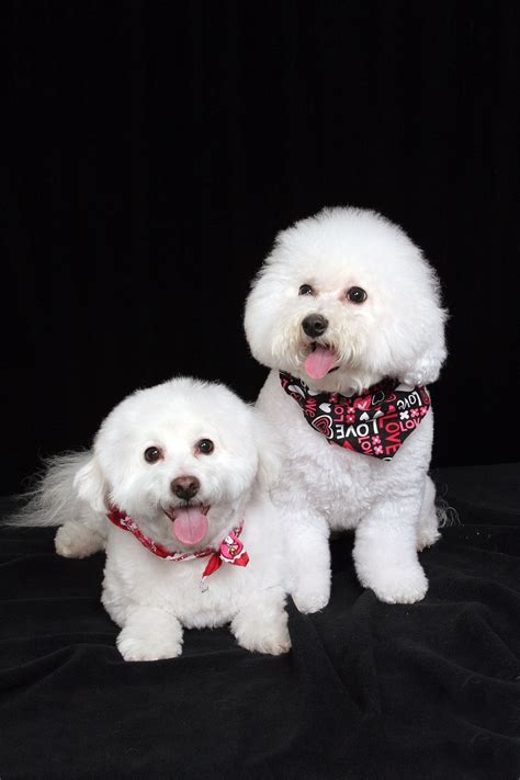 Bichon Frise | Bichon frise dogs, Bichon frise puppy, Cute dogs