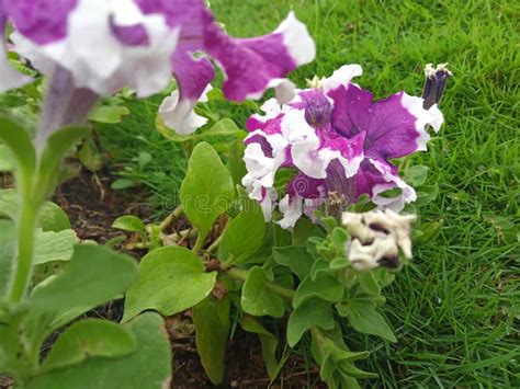 Surfinia Petunia Purple Stock Photo Image Of Nature 274102896