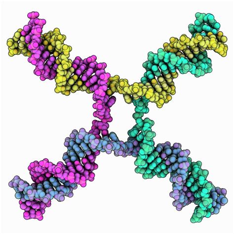 Dna Holliday Junction Photograph By Laguna Design Science Photo Library