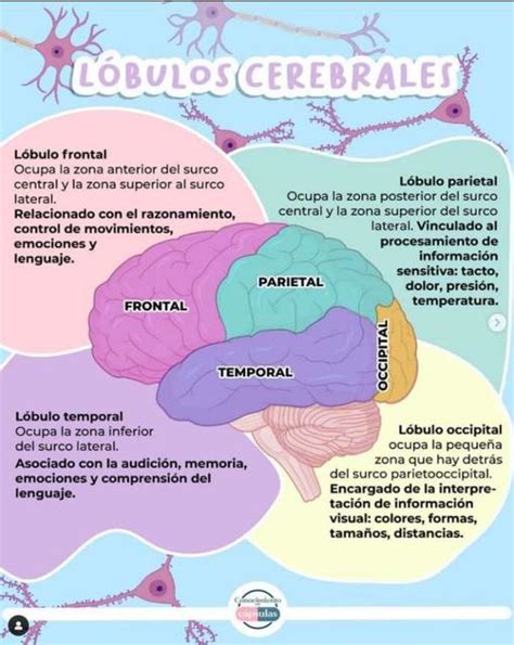 L Bulos Cerebrales Yudoc Org Udocz