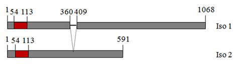 1 Repr Sentation Sch Matique Des Diff Rentes Isoformes De La Prot Ine