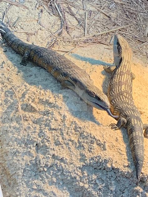 BLUE TONGUE LIZARDS by tpallier on DeviantArt