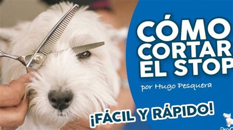 Consejos Para Cortar El Pelo A Un Perro Rebelde