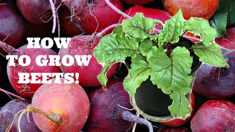 How To Grow Beets From Seed Youtube