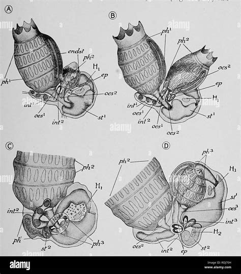 Text Book Of Embryology Embryology Xvii Peotochoedata 643 Intestine