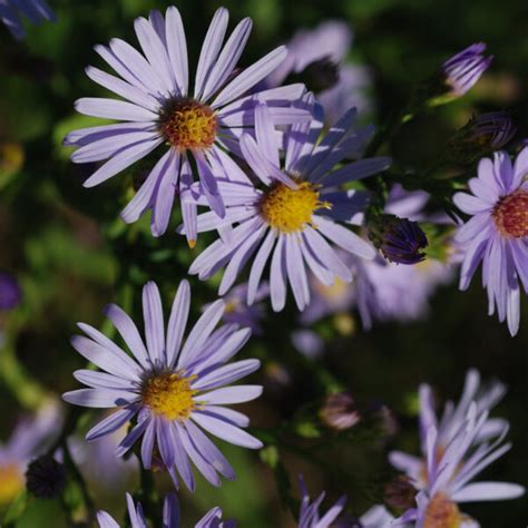 MN Native Sky Blue Aster Plants | Natural Shore Technologies