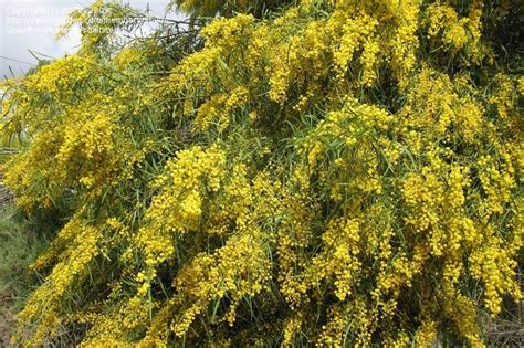 Plantfiles Pictures Creeping Wattle Golden Wreath Wattle Blue Leaf