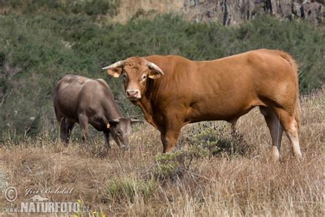Bos Primigenius Pictures Cow Images Nature Wildlife Photos Naturephoto