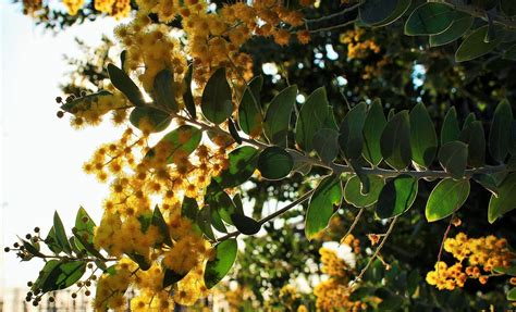 acacia tree bloom leaves  photo  pixabay
