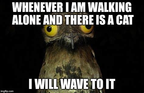 Weird Stuff I Do Potoo Memes Imgflip