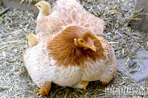 How to Hatch Eggs with a Broody Hen - ImaginAcres