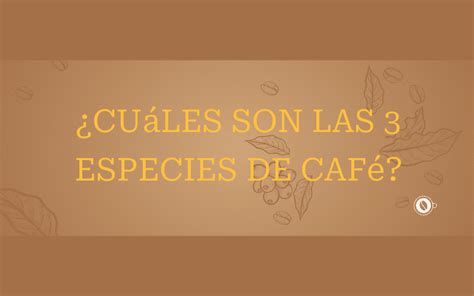 Cu Les Son Las Especies De Caf Un Cafe Diferente