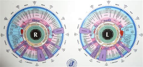 Iridology Chart Maikong Iridology Camera And Iriscope Leading Manufacturer