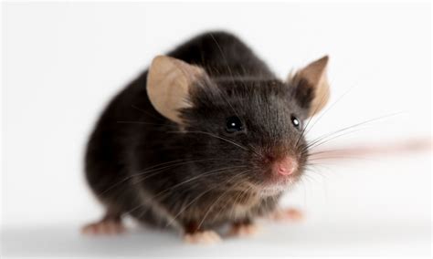 O Que Significa Sonhar Com Rato Preto