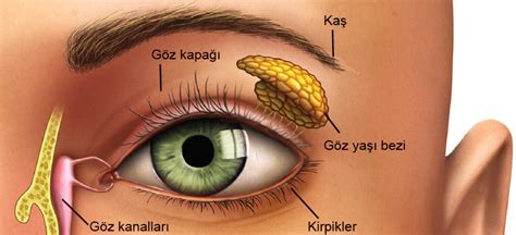 DUYU ORGANLARI 7 SINIF