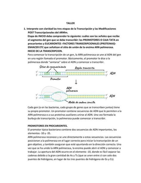 Bacteriolog A Karol Martinez Udocz