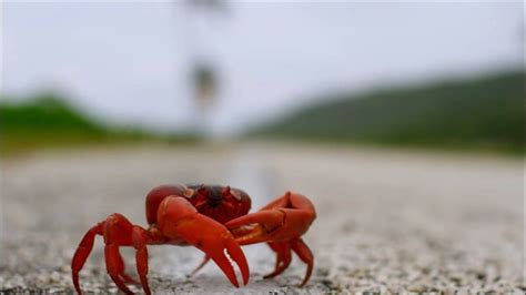 Christmas Island Red Crab Migration: A Natural Wonder | The Infox