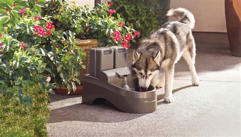 Drinkwell Indoor Outdoor Dog Fountain » Gadget Flow