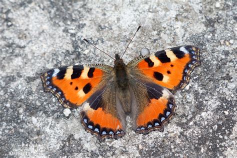 Babočka kopřivová | Naturfoto.cz