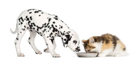 Stop Cats From Eating Dog Food Eliminate Access Use Automatic Feeders