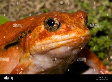 Tomato Frog Dyscophus Antongilii Madagascar Stock Photo Alamy