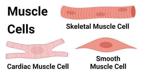 Muscle Cells: Types, Structure, Functions, Diseases