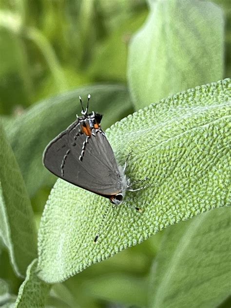 Gray Hairstreak From Hickory Grove Rd Lawrenceburg KY US On July 21