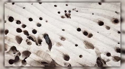 What Do Termite Holes Look Like Identify Early Signs