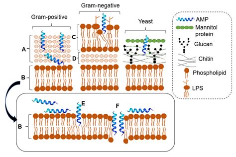 Schematic Illustration Of The Interaction Of Antimicrobial Peptides