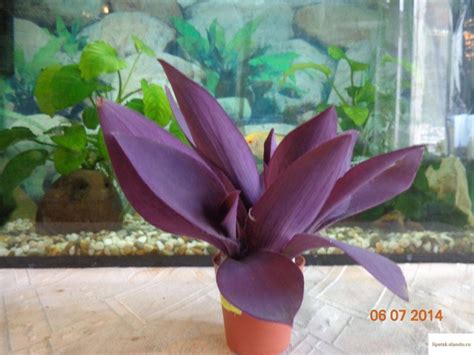 Комнатные цветы с фиолетовыми листьями - 67 фото