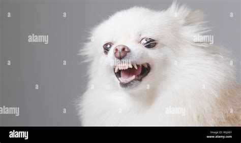 Angry Pomeranian Dog Stock Photo Alamy