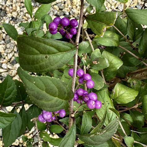 Callicarpa Dichotoma ‘early Amethyst Piedmont Carolina Nursery