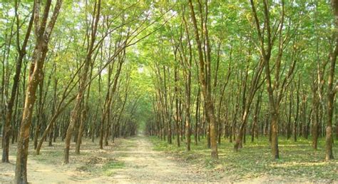 Madhupur National Park Explorebd