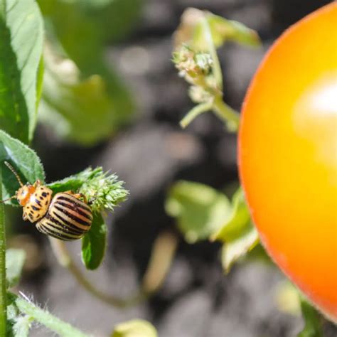 How To Get Rid Of Potato Bugs In The Garden Fasci Garden