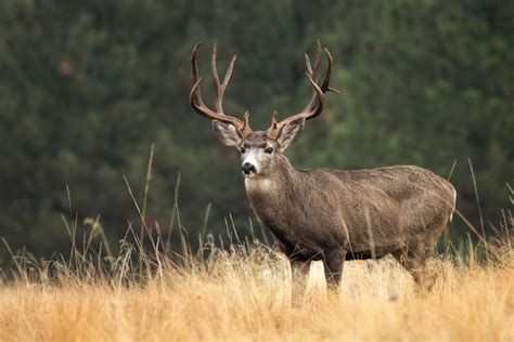 23 Astounding Facts About Gary Mule Deer