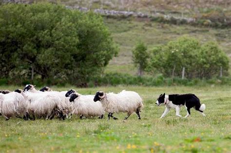 From Dublin Wicklow And Glendalough Tour Getyourguide