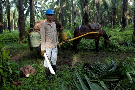 The Round Table On Sustainable Palm Oil The Borgen Project