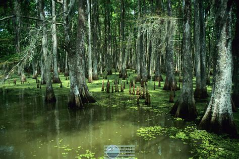 voodoo swamp google search louisiana bayou louisiana swamp bayou