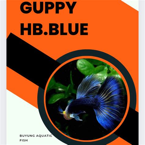 Jual Ikan Guppy Hb Blue Ikan Hias Air Tawar Ikan Aquascape Grade A