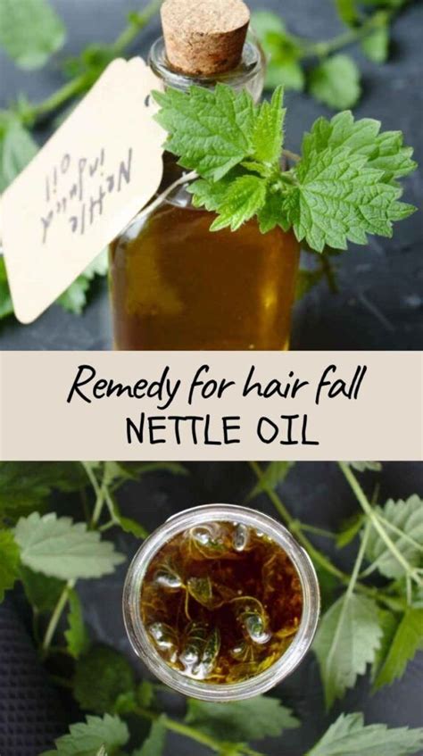 How To Make Nettle Oil Its Uses For Skin And Hair Herbal Recipes