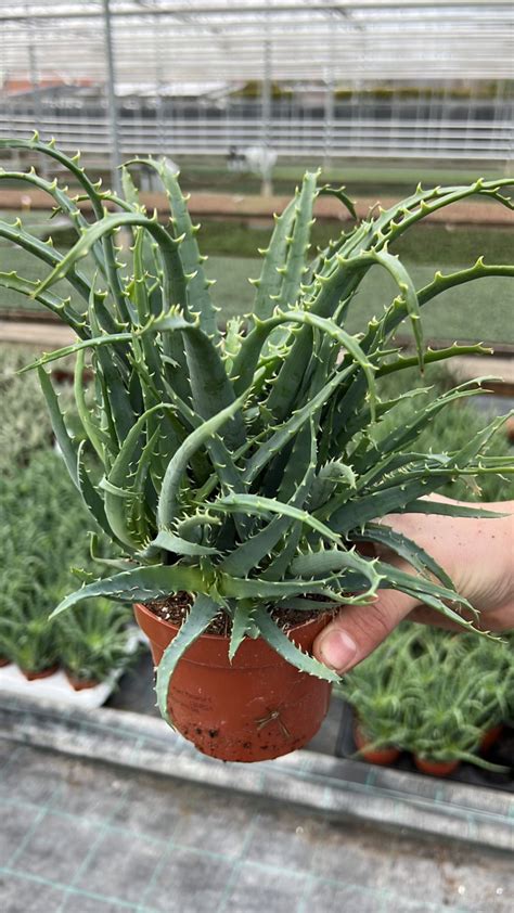 Aloe Arborescens In 12cm Pot Urban Plant Life