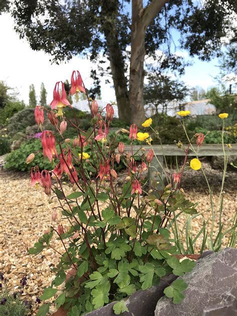 Aquilegia canadensis Little Lanterns - D'arcy and Everest