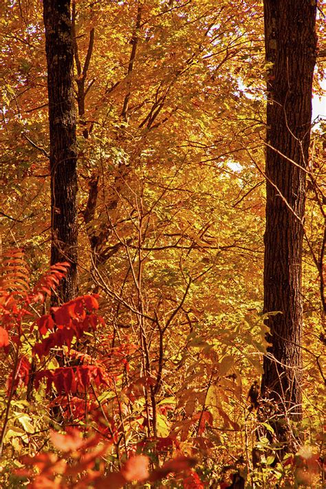 Ozarks Fall Color 1 Photograph By Rc Photo Fine Art America